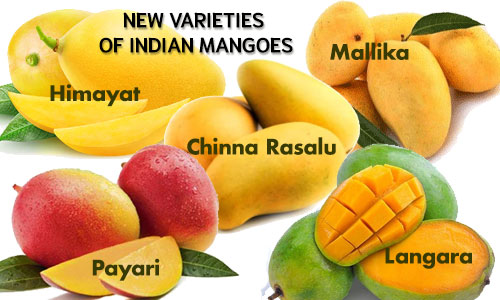New varieties of Indian Mangoes – Lakshmi Stores UK