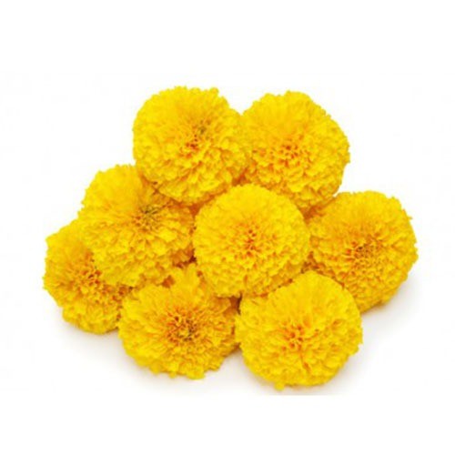 Buy Marie Gold Flower Yellow for Onam Online from Lakshmi Stores, UK