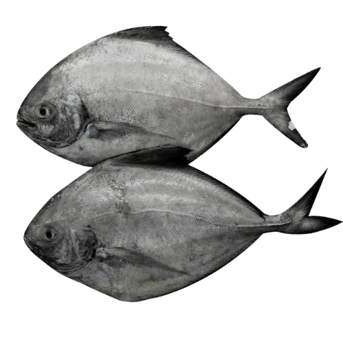 Buy Pre-Order Black Pomfret (Vavval Meen) - Cleaned 1Kg Online