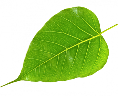 BUY ARASA ILAI ONLINE, PEEPAL TREE LEAVES ONLINE FROM  LAKSHMI STORES, UK