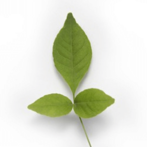 BILVA LEAF (VILVA LEAF) 1 PACK (10G)